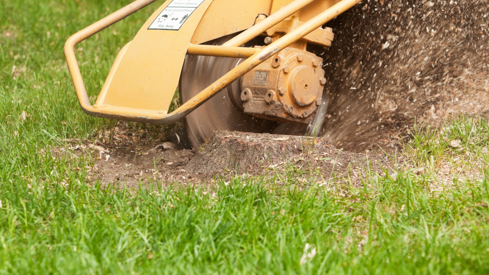 Tree Removal and Stump Grinding: The Best Way to Deal with a Tree or Stump