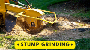 Stump Grinding Services Pennsylvania